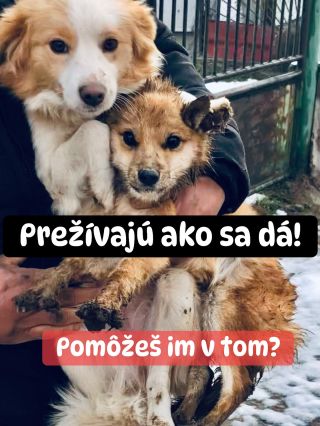 ❗️ANI PO TROCH ROKOCH SA NEDOČKALI 😱😱😱❗️ ❌❌❌❌❌❌❌❌❌❌❌❌❌❌❌❌❌❌❌❌❌❌ ÚTULKÁČI V NITRE SÚ STÁLE BEZ POMOCI ❗️ Nemajú už vôbec...