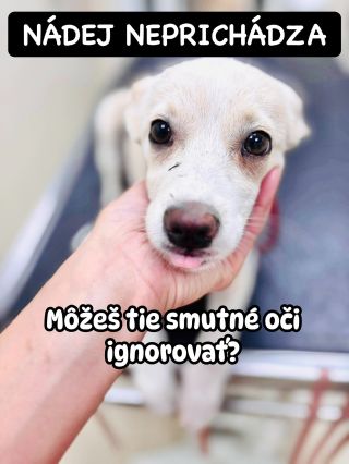 ❗️MÔŽETE TIE SMUTNÉ OČI NECHAŤ TAK❓🥺 ❌❌❌❌❌❌❌❌❌❌❌❌❌❌❌❌❌❌❌❌❌❌ Na lepšie časy im nesvitá, nádej neprichádza 😭 Zabudnutý...