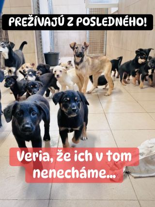 ❗️ŠTENIATOK PRIBÚDA, KRMIVA UBÚDA 🥺❗️ ❌❌❌❌❌❌❌❌❌❌❌❌❌❌❌❌❌❌❌❌❌ Desiatky psíkov vrátane množstva zachránených šteniatok čaká v...
