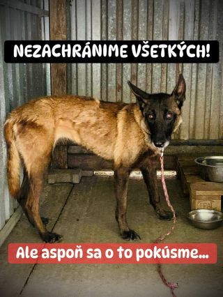 NA ZIMU ICH NESTÍHAME ZACHRÁNIŤ VŠETKÝCH 😭❗️ ❌❌❌❌❌❌❌❌❌❌❌❌❌❌❌❌❌❌❌❌❌❌ Na známosť sa dáva, že aj útulok v Považskej má veľký...