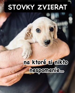 ❗️ZÚFALSTVO NA VÝCHODE POKRAČUJE 🥺❗️ ❌❌❌❌❌❌❌❌❌❌❌❌❌❌❌❌❌❌❌❌❌❌ Na lepšie časy im nesvitá, nádej neprichádza 😭 Zabudnutý...