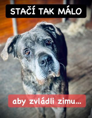 ❗️NA ZIMU ICH NESTÍHAME ZACHRÁNIŤ VŠETKÝCH 😭❗️ ❌❌❌❌❌❌❌❌❌❌❌❌❌❌❌❌❌❌❌❌❌❌ Na známosť sa dáva, že aj útulok Hafkáči v Považskej...