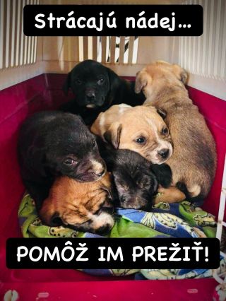 ❗️VÝCHOD ZOSTAL UŽ ÚPLNE STRATENÝ 🥺❗️ ❌❌❌❌❌❌❌❌❌❌❌❌❌❌❌❌❌❌❌❌❌❌ ČO S NIMI BUDE TERAZ NA ZIMU❓❓❓ Po veľkej snahe sme sa...