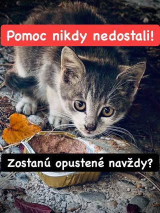 ❗️TIETO MAČIČKY POMOC NIKDY NEDOSTALI 😱😱😱❗️ ❌❌❌❌❌❌❌❌❌❌❌❌❌❌❌❌❌❌❌❌❌❌ NAOZAJ SA K NIM NEDOSTALO KRMIVO EŠTE ANI RAZ 😭❗️...