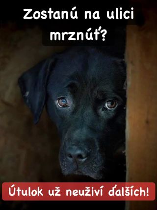 ❗️BUDÚ MUSIEŤ PRESTAŤ ZACHRAŇOVAŤ❓ 😭❗️ ❌❌❌❌❌❌❌❌❌❌❌❌❌❌❌❌❌❌❌❌❌❌ NAJSMUTNEJŠÍ ÚTULOK JE TENTOKRÁT V POVAŽSKEJ 😱😱😱 Denne majú...