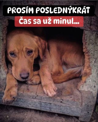 ❗️POSLEDNÁ PROSBA O POMOC PRE HAFKÁČOV 😱❗️ ❌❌❌❌❌❌❌❌❌❌❌❌❌❌❌❌❌❌❌❌❌❌ ANI TOMUTO ÚTULKU SA POMOC NEPODARILO VYZBIERAŤ 😭❗️ Sú...