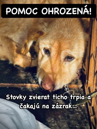 ❗️VIANOČNÁ POMOC PRE ÚTULKY OHROZENÁ 😱❗️ ❌❌❌❌❌❌❌❌❌❌❌❌❌❌❌❌❌❌❌❌❌❌ TENTO ROK ČAKÁ NA ZÁCHRANU 5 ÚTULKOV V AKÚTNEJ NÚDZI...