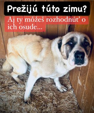 ❗️VIANOČNÁ POMOC PRE ÚTULKY OHROZENÁ 😱❗️ ❌❌❌❌❌❌❌❌❌❌❌❌❌❌❌❌❌❌❌❌❌❌ TENTO ROK ČAKÁ NA ZÁCHRANU 5 ÚTULKOV V AKÚTNEJ NÚDZI...