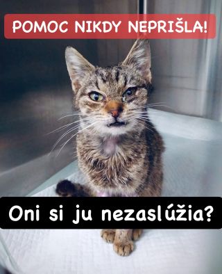 ❗️TIETO MAČIČKY POMOC NIKDY NEDOSTALI 😱😱😱❗️ ❌❌❌❌❌❌❌❌❌❌❌❌❌❌❌❌❌❌❌❌❌❌ NAOZAJ SA K NIM NEDOSTALO KRMIVO EŠTE ANI RAZ 😭❗️...