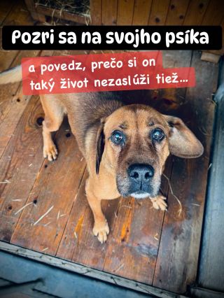 ❗️PSÍCI V TOMTO ÚTULKU SÚ BEZ ŠANCE 😭❗️ ❌❌❌❌❌❌❌❌❌❌❌❌❌❌❌❌❌❌❌❌❌❌ Útulkáči z Považskej Bystrice sú totálne v koncoch 😱...