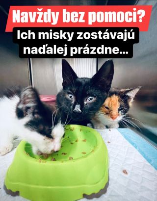 ❗️TIETO MAČIČKY POMOC NIKDY NEDOSTALI 😱😱😱❗️ ❌❌❌❌❌❌❌❌❌❌❌❌❌❌❌❌❌❌❌❌❌❌ NAOZAJ SA K NIM NEDOSTALO KRMIVO EŠTE ANI RAZ...