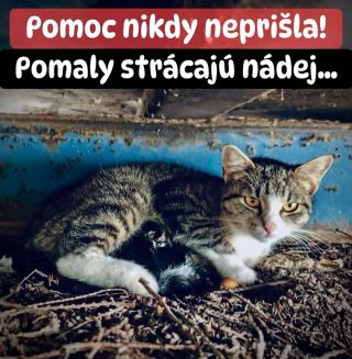 ❗️MAČIČKY STRÁCAJÚ AKÚKOĽVEK NÁDEJ 😱❗️ ❌❌❌❌❌❌❌❌❌❌❌❌❌❌❌❌❌❌❌❌❌❌ SEM SA POMOC EŠTE NEDOSTALA ANI RAZ 😭❗️ Nikdy v živote sme...