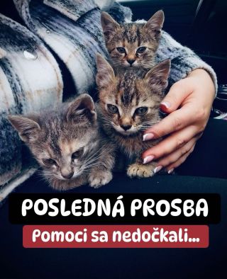 ❗️POSLEDNÁ PROSBA O POMOC PRE NE 😭😭😭❗️ ❌❌❌❌❌❌❌❌❌❌❌❌❌❌❌❌❌❌❌❌❌❌ OPUSTENÝM MAČIČKÁM SA POMOC NEVYZBIERALA😭❗️ Ešte sak nim...