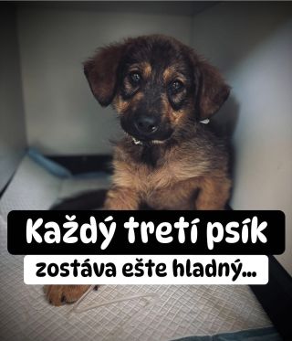 ❗️UŽ VIAC PRE NICH UROBIŤ NEDOKÁŽEME 😭❗️ ❌❌❌❌❌❌❌❌❌❌❌❌❌❌❌❌❌❌❌❌❌❌ VIAC AKO DVA MESIACE SA SNAŽÍME ICH ZACHRÁNIŤ 😱😱😱 Ani to...