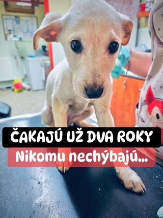 ❗️AJ TENTO ÚTULOK POTREBUJE NAŠU POMOC 😱❗️ ❌❌❌❌❌❌❌❌❌❌❌❌❌❌❌❌❌❌❌❌❌❌ AJ TU UŽ DLHO ČAKAJÚ NA SVOJU ŠANCU 🙏🏻❗️ Takto pár dní...