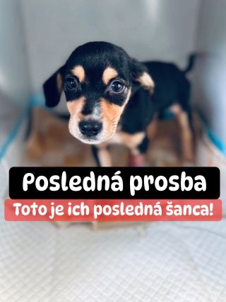 ❗️POSLEDNÁ PROSBA O POMOC PRE NICH 😱😱😱❗️ ❌❌❌❌❌❌❌❌❌❌❌❌❌❌❌❌❌❌❌❌❌❌ Psíky na smutnom východe v Michalovciach potrebnú pomoc...