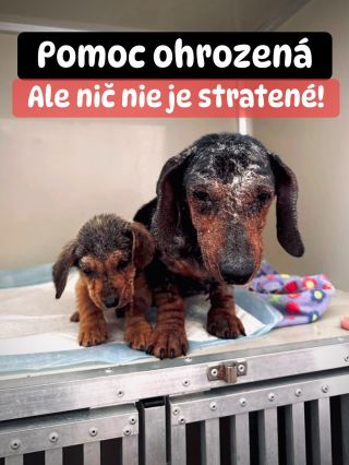 ❗️VIANOČNÁ POMOC PRE ÚTULKY OHROZENÁ 😱❗️ ❌❌❌❌❌❌❌❌❌❌❌❌❌❌❌❌❌❌❌❌❌❌ TENTO ROK ČAKÁ NA ZÁCHRANU 5 ÚTULKOV V AKÚTNEJ NÚDZI...