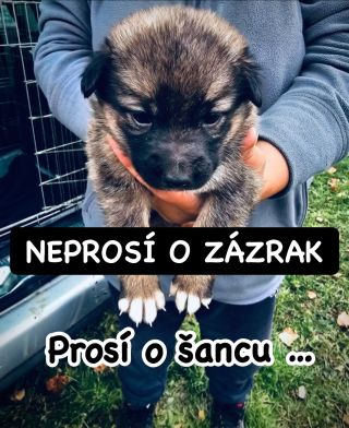 ❗️AJ TENTO ÚTULOK POTREBUJE NAŠU POMOC 😱❗️ ❌❌❌❌❌❌❌❌❌❌❌❌❌❌❌❌❌❌❌❌❌❌ AJ TU UŽ DLHO ČAKAJÚ NA SVOJU ŠANCU 🙏🏻❗️ Takto pár dní...