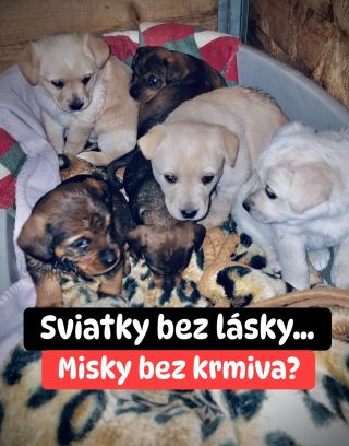 ❗️ÚTULOK V LEVICIACH NÁS PRÁVE POTREBUJE 😱❗️ ❌❌❌❌❌❌❌❌❌❌❌❌❌❌❌❌❌❌❌❌❌❌ BEZ POMOCI SÚ TU PSÍKY UŽ DRUHÝ ROK🙏🏻❗️ Len pred pár...